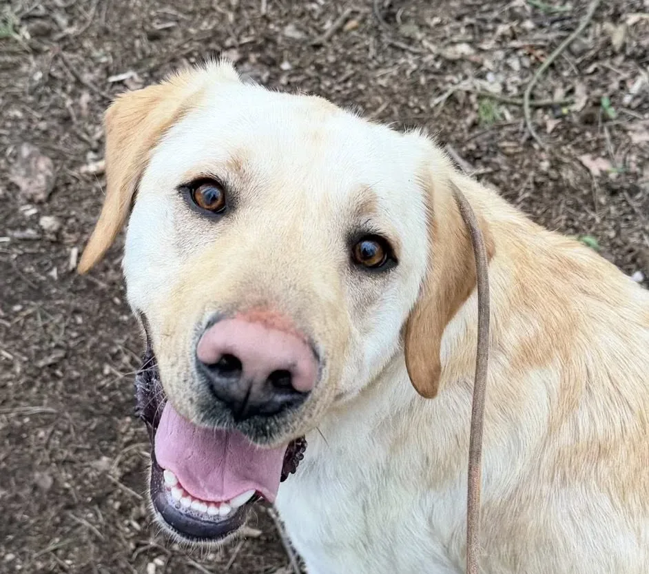Mason, a 2 years old male Labrador available for adoption from Doggy Dens UK Rescue in Nottinghamshire