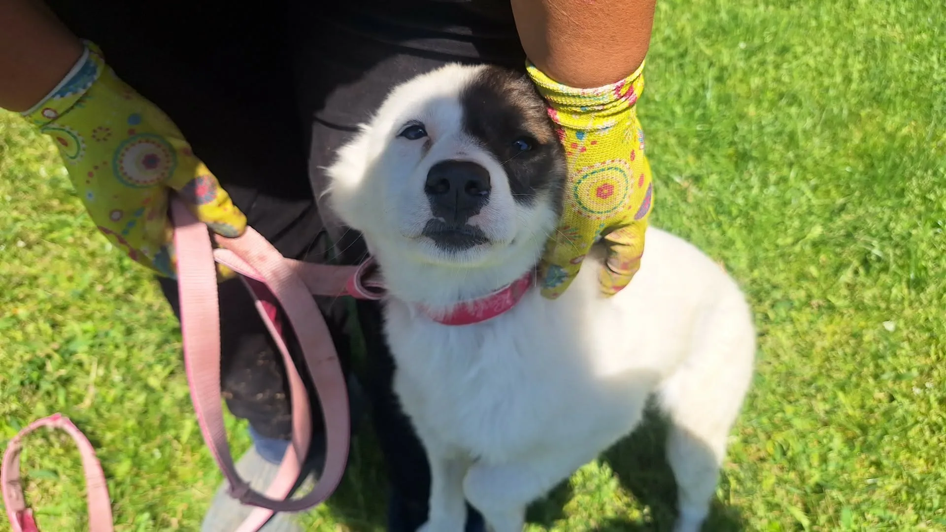 Dylis, a 5 years old male Old English Sheepdog available for adoption from Doggy Dens UK Rescue in Nottinghamshire