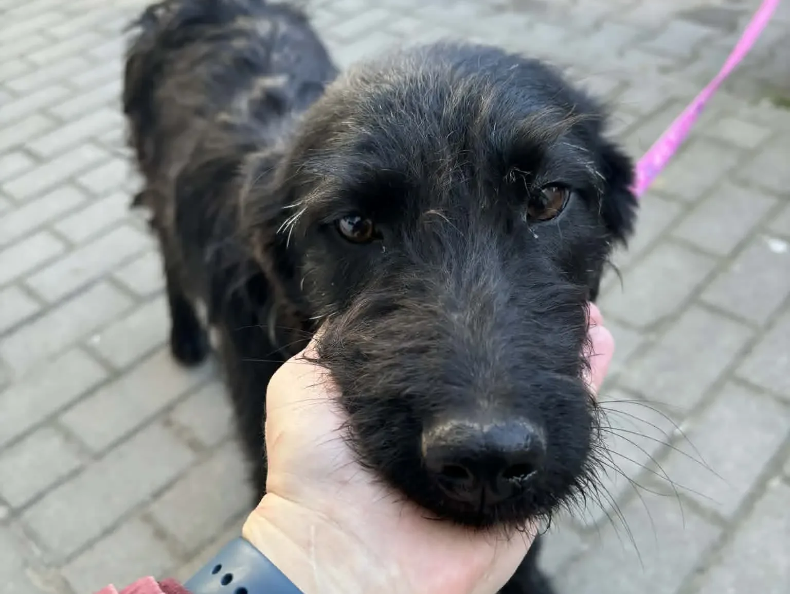 Mira, a 9 years old male Old English Sheepdog available for adoption from Doggy Dens UK Rescue in Nottinghamshire