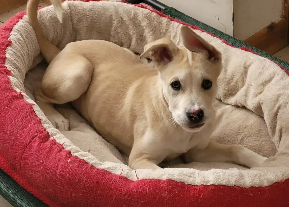 Dougie, a 4 years old male Crossbreed available for adoption from Doggy Dens UK Rescue in Nottinghamshire
