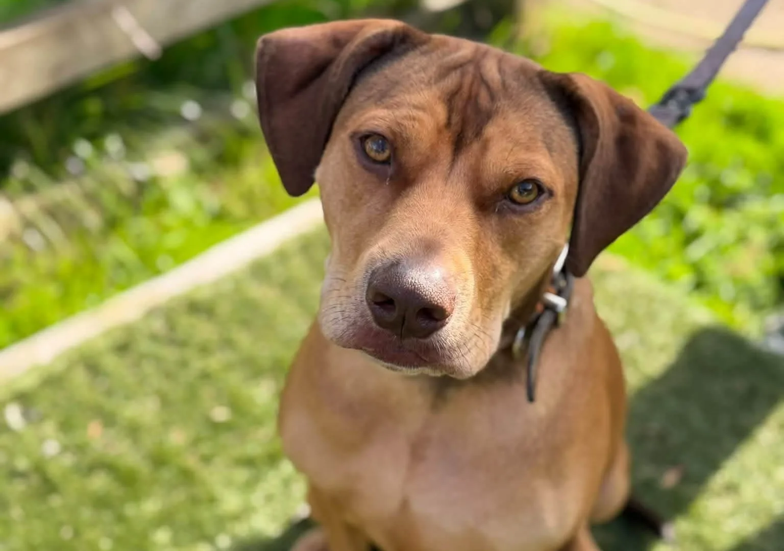 Mascara, a 3 years old female Staffordshire Bull Terrier available for adoption from Doggy Dens UK Rescue in Nottinghamshire