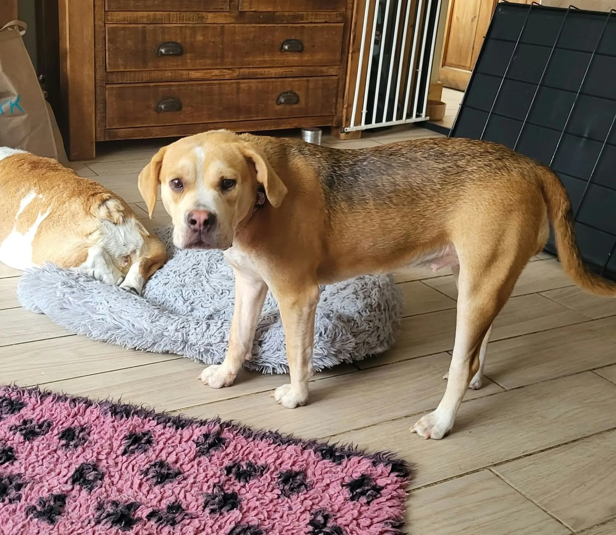 Poppy, a 9 months old female Beagle X available for adoption from Doggy Dens UK Rescue in Nottinghamshire